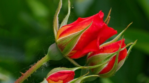 contoh tanaman hidroponik bunga-mawar