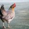 Cara Ternak Ayam Jawa dengan Mudah namun Berkualitas 7